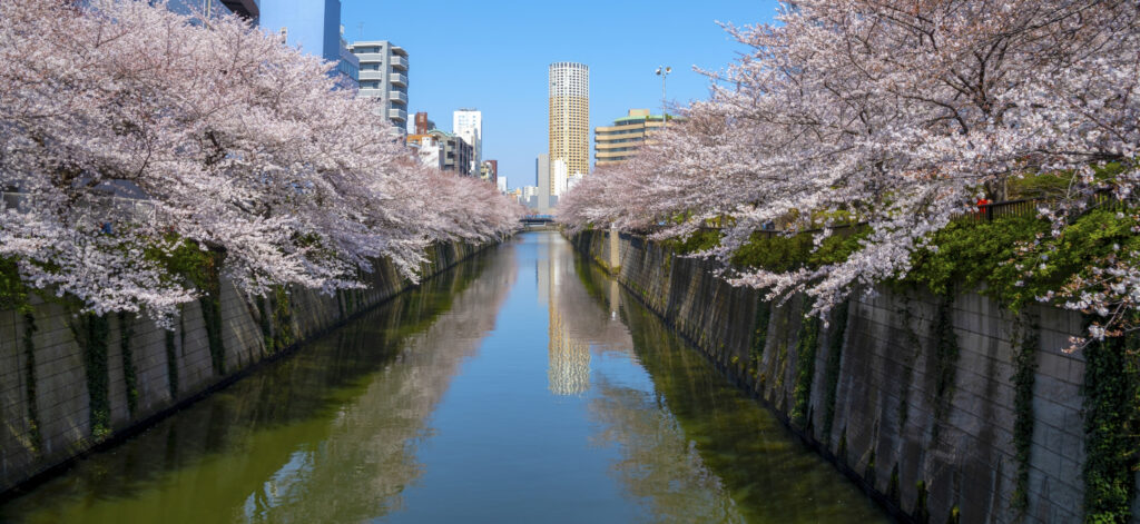 Tokyo meguro hanami fioritura ciliegi - Tour Giappone Sakura Road Japan