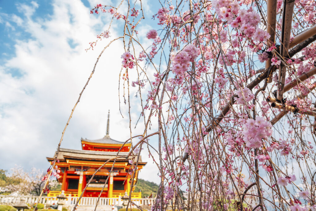 Kyoto fioritura cicliegi - Tour Giappone Sakura Road Japan