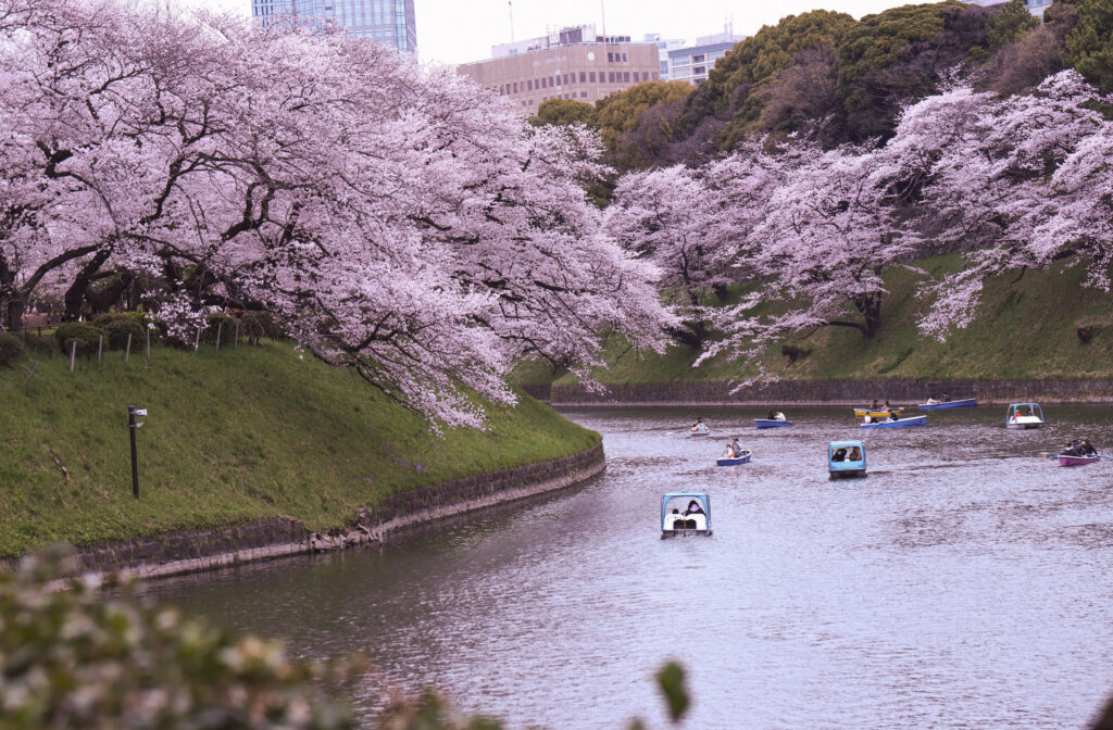 Fioritura ciliegi Hanami sakura - Tour Giappone Sakura Road Japan